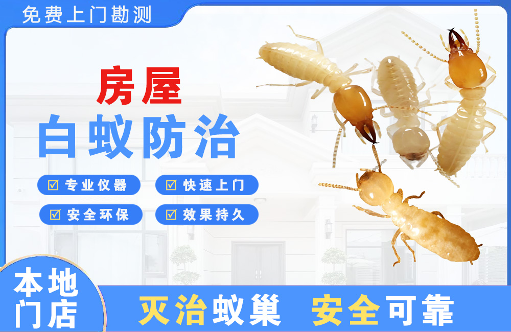 苏州房屋白蚁防治